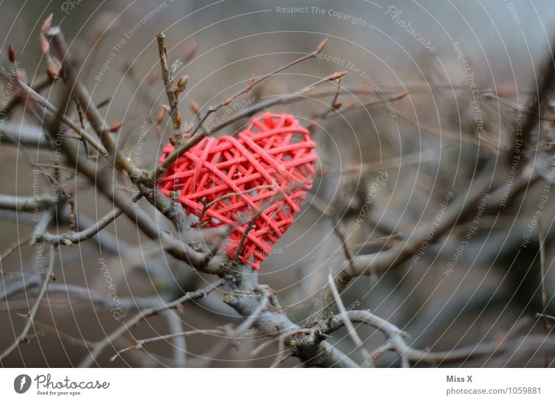 Gefangen Valentinstag Frühling Winter Sträucher Herz Gefühle Stimmung Liebe Verliebtheit Liebeskummer Einsamkeit Dorn gefangen Ast Zweig Zweige u. Äste Farbfoto