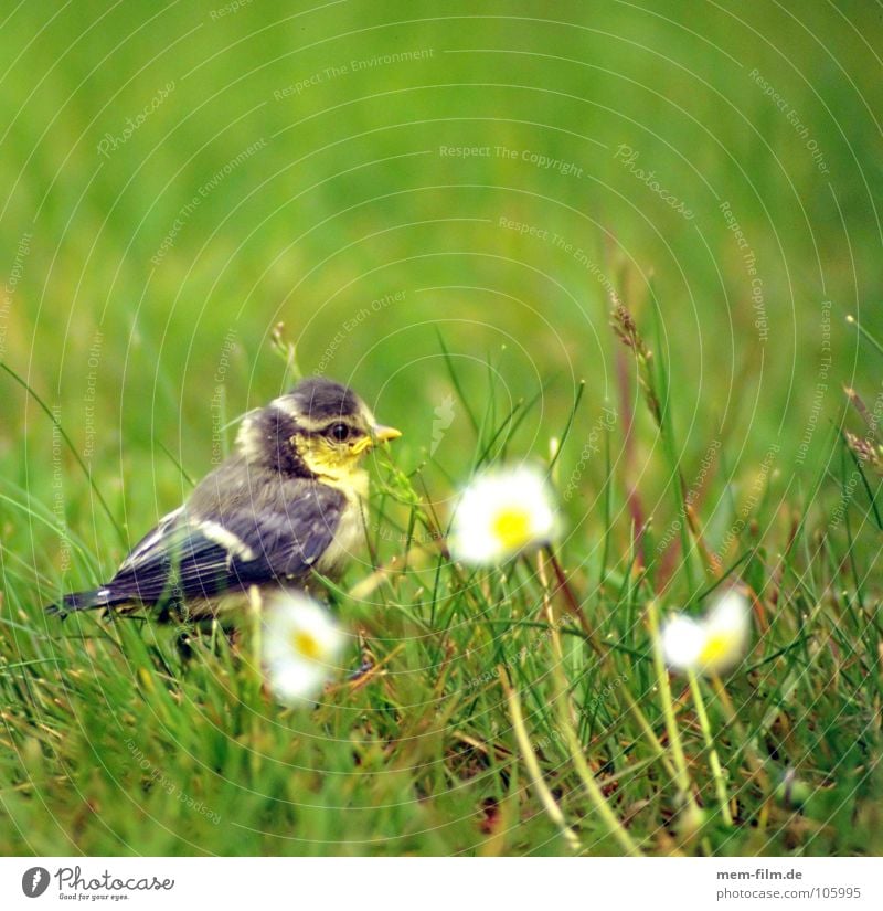 flügge? Vogel Küken Gänseblümchen süß niedlich Nest Meisen Fink grau Schnabel Krallen Stroh Frühling vogelbaby Ei Garten Natur Feder jungvogel Tierjunges