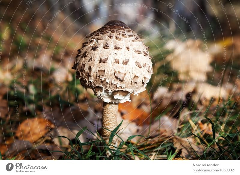 Trash 2015 | Pilz Gemüse Ausflug wandern Sommer Herbst Pflanze Wald ruhig entdecken Erholung Freizeit & Hobby Natur rein Wachstum Speisepilz Parasolpilz