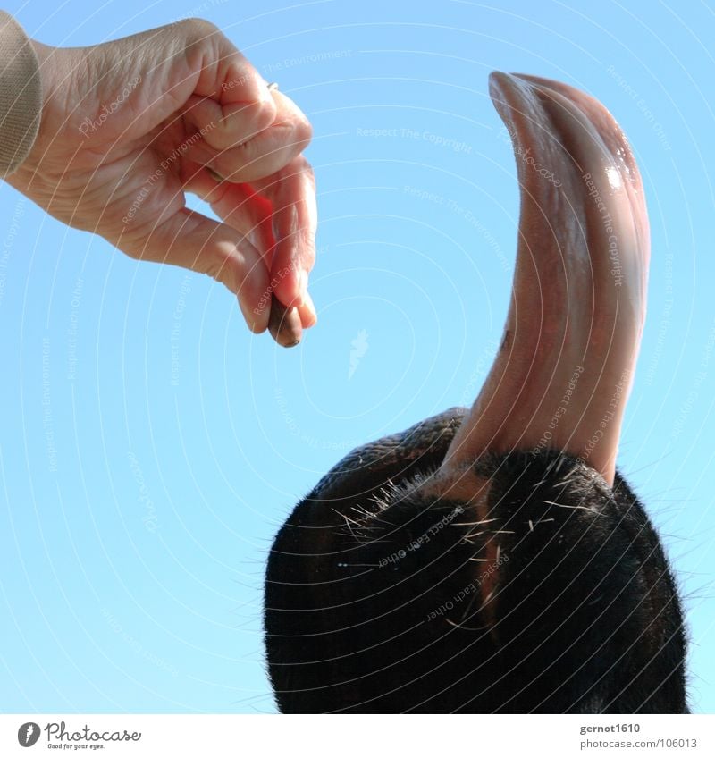 Lecker Schmecker! Kuh Kalb Rind Hand füttern Futter lecker Speichel Fell Tier Freude Säugetier Eicheln Schwarzbunt Zunge Maul Sabber Haare & Frisuren