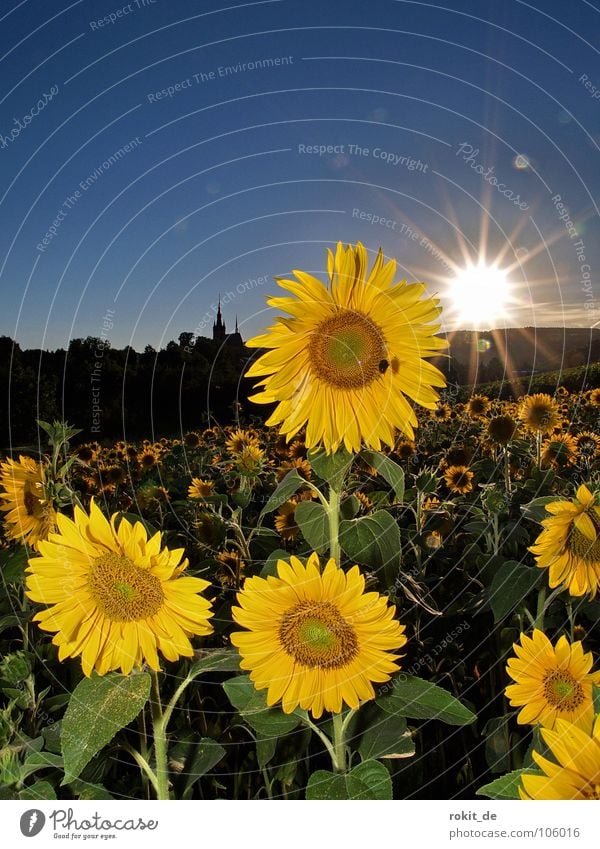 Hab Sonne im Herzen Sonnenblume gelb Gegenlicht Horizont Kiedrich Rheingau Blumenfeld Sommer Licht Feld strahlend Biene grün Stengel Abend Sonnenuntergang