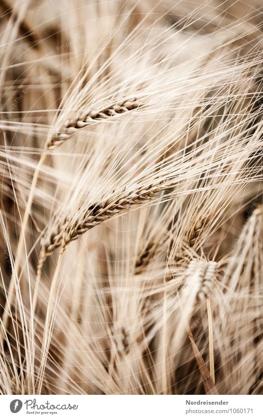 Gerste Getreide Ernährung Landwirtschaft Forstwirtschaft Natur Pflanze Sommer Nutzpflanze Feld Wachstum natürlich braun Leben Reichtum Ernte Gerstenfeld