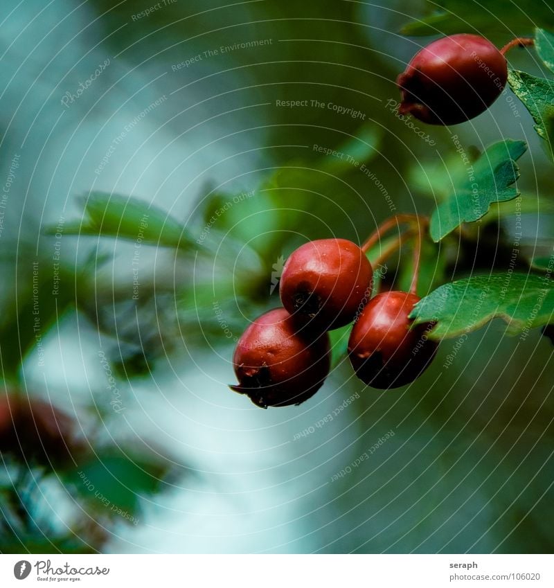 Beeren Pflanze elsbeere sorbus torminalis Sträucher rot grün Natur Garten Frucht reif Botanik Blüte atlasbaum arisbeere arlesbeere elzbeere Baum Hintergrundbild