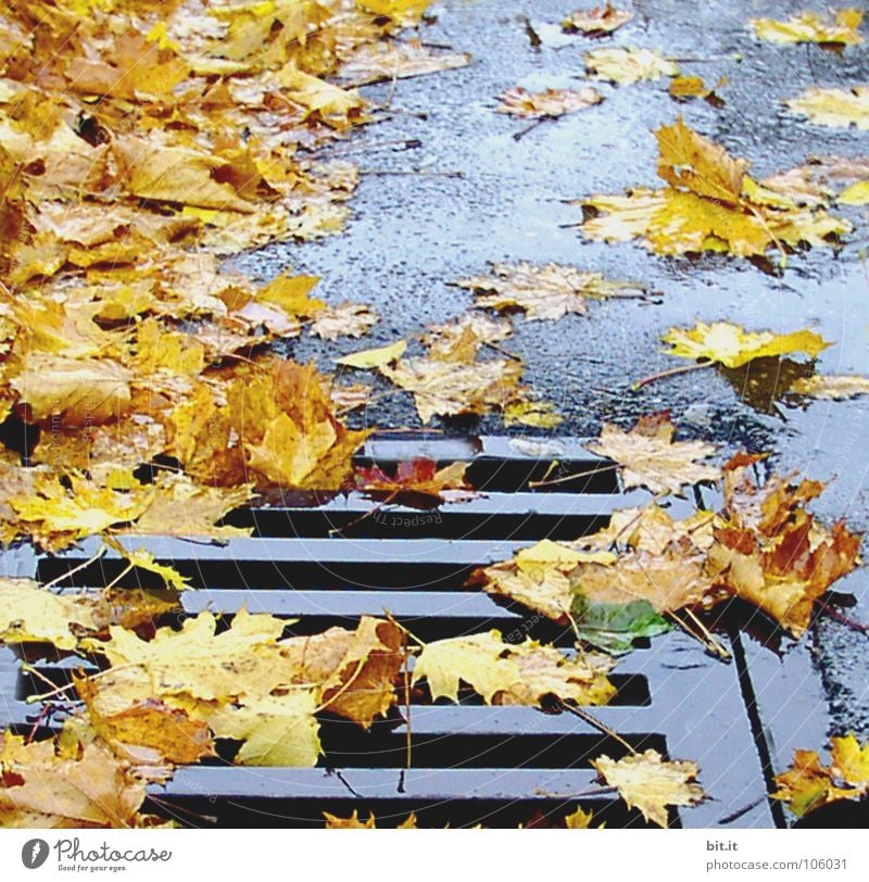 RUTSCHGEFAHR II wiederkommen auftauchen Blatt Ahorn kalt gelehrt braun Herbst Januar Februar Dezember November Ferne Fahrweg schmelzen Winter nußbraun Stengel