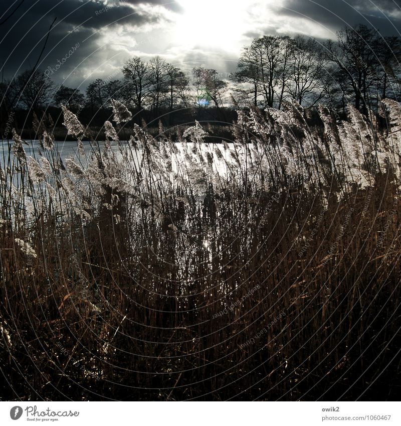 Glamour-Faktor Umwelt Natur Landschaft Pflanze Wasser Himmel Wolken Gewitterwolken Horizont Klima Wetter Schönes Wetter Baum Sträucher Wildpflanze Riedgras