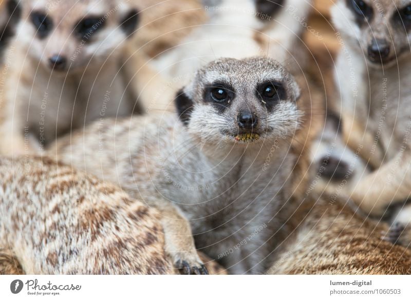 Erdmännchen Fell Tiergesicht Tiergruppe Neugier niedlich viele braun Afrika ansehen Barthaare drollig Schnauze Farbfoto Außenaufnahme