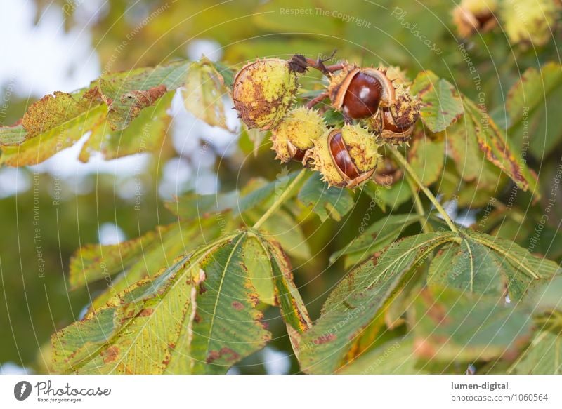 Kastanie Natur Pflanze Herbst Baum Blatt Kastanienbaum hell braun grün Farbfoto Außenaufnahme Tag