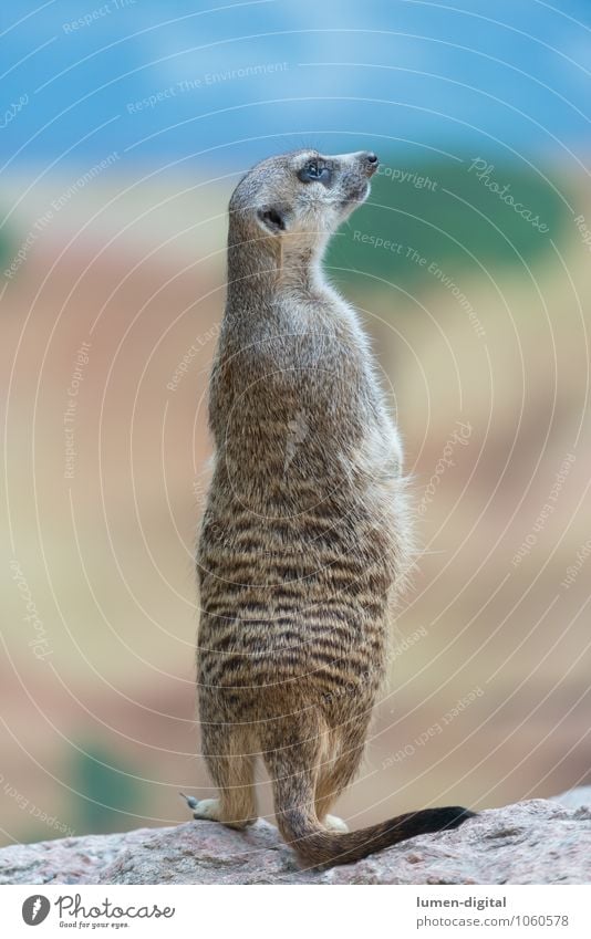 Erdmännchen hält Ausschau Wetter Felsen Fell Wildtier 1 Tier beobachten stehen lustig Wachsamkeit vertikal Körperhaltung Nagetiere Schwanz Wittern Farbfoto