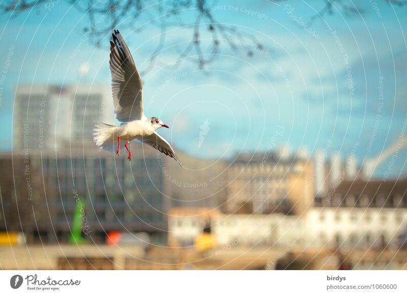 Ausflugswetter Himmel Schönes Wetter Ast Köln Stadt Hochhaus Möwe 1 Tier fliegen ästhetisch elegant Freundlichkeit positiv Lebensfreude Warmherzigkeit erleben