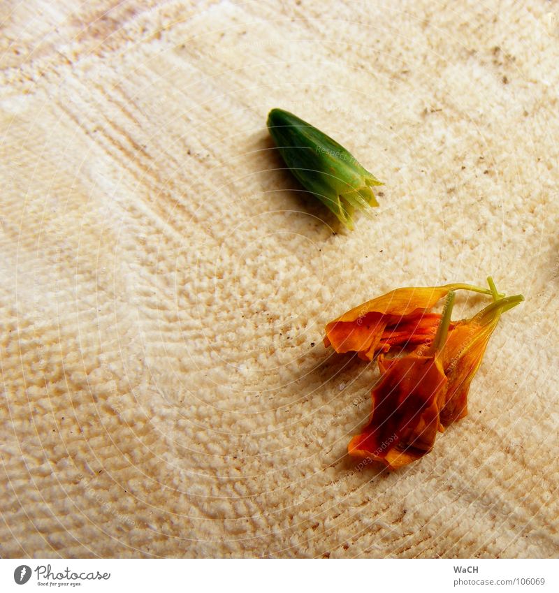 Blümchen züchten schön Garten Pflanze Blume Blüte Holz Frühlingsgefühle Blütenkelch Pollen überwintern Faser Holzfaser trocknen Samen Maserung vertrocknet