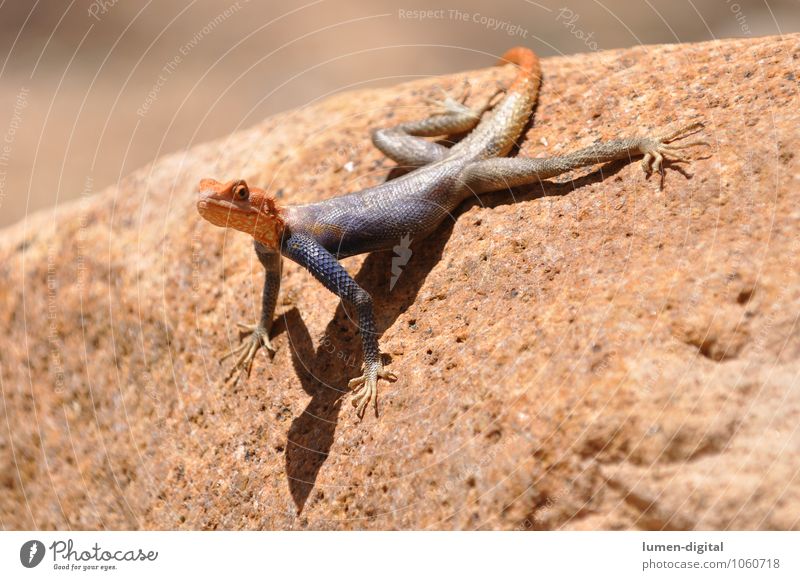 Siedleragame auf einem Felsen mit hochgerecktem Kopf Safari Sonne Tier Urwald Schuppen 1 Stein beobachten orange Wachsamkeit Afrika Namibia abstützen Amphibie