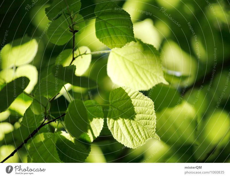 Grünes Licht. Umwelt Natur Landschaft Pflanze Schönes Wetter Garten Park ästhetisch grün Grünpflanze Photosynthese Blatt Blätterdach Farbfoto Gedeckte Farben