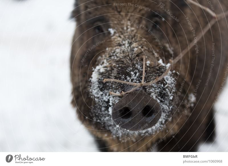 Frostige Spürnase Natur Winter Eis Schnee Sträucher Tier Wildtier Tiergesicht Fell Schwein Wildschwein Eber Sau 1 Freude Tierliebe Neugier Zufriedenheit kalt