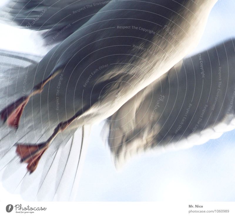 halbes hähnchen Tier Vogel Flügel fliegen Möwe Wildtier Geschwindigkeit grau weiß Kraft Stress Flucht gefiedert Feder kopflos beweglich Aufregung Tierporträt