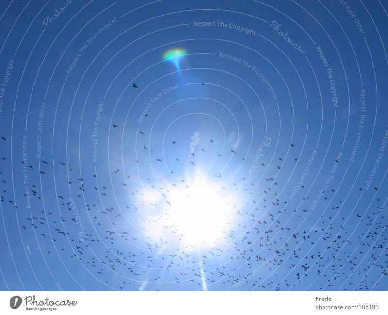 Der Schwarm Vogelschwarm Sommer Licht Himmelskörper & Weltall Sonne fliegen Schweden Schönes Wetter