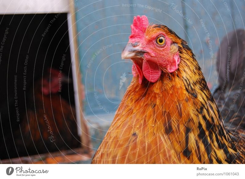 Hühnerhof Lebensmittel Fleisch Ei Suppenhuhn Hühnerei Landwirtschaft Forstwirtschaft Handel Tier Haustier Nutztier Tiergesicht Huhn henne Legehenne hühnerhof