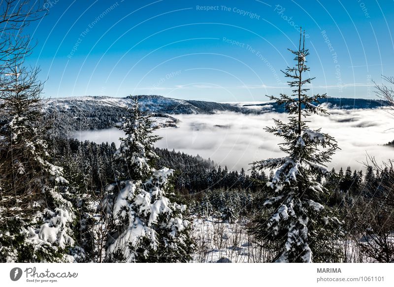 winter hike in the northern Black Forest on a sunny day ruhig Tourismus Winter Berge u. Gebirge Umwelt Natur Landschaft Wolken Baum Wald Hügel kalt grau schwarz