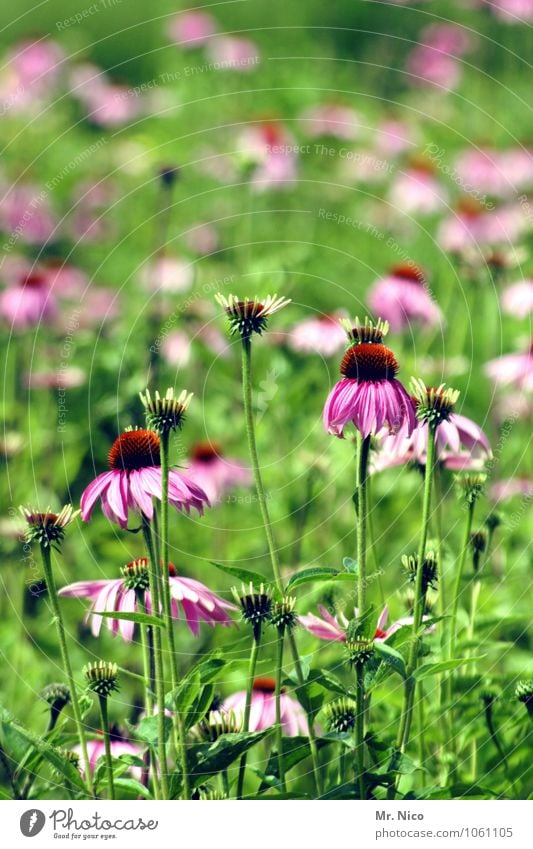 dufte Umwelt Natur Frühling Sommer Pflanze Blume Gras Garten frisch grün violett Sonnenhut Zierpflanze Blütenblatt Korbblütengewächs Heilpflanzen türkis