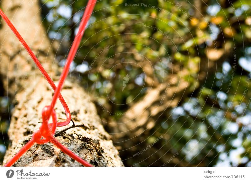 Freestyle-Knoten Baum Blatt grün rot Schnur Wäscheleine Sommer Ast Seil Baumstamm