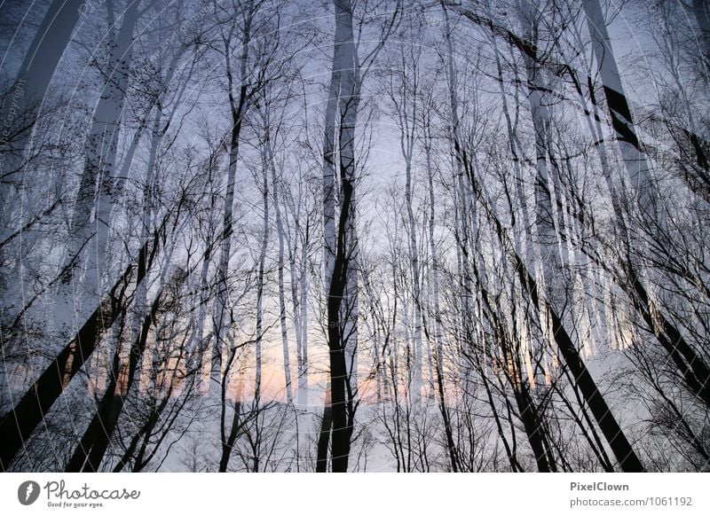 Früh am Morgen Stil Design Ferien & Urlaub & Reisen Tourismus Landwirtschaft Forstwirtschaft Natur Landschaft Pflanze Luft Sonnenaufgang Sonnenuntergang Baum