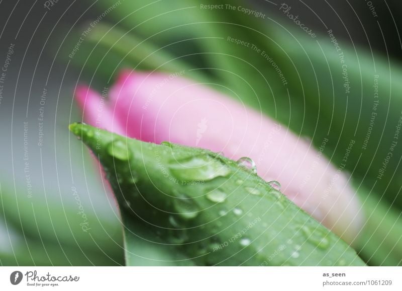 Bald ist Ostern schön Wellness Leben harmonisch ruhig Duft Kur Spa Feste & Feiern Muttertag Hochzeit Geburtstag Floristik Natur Wasser Wassertropfen Frühling