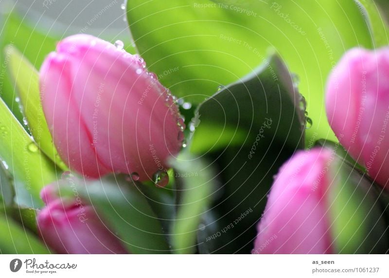 Frische Tulpen Leben Tourismus Niederlande Garten Muttertag Geburtstag Floristik Natur Pflanze Wassertropfen Frühling Sommer Blume Blatt Blüte Blumenernte Park