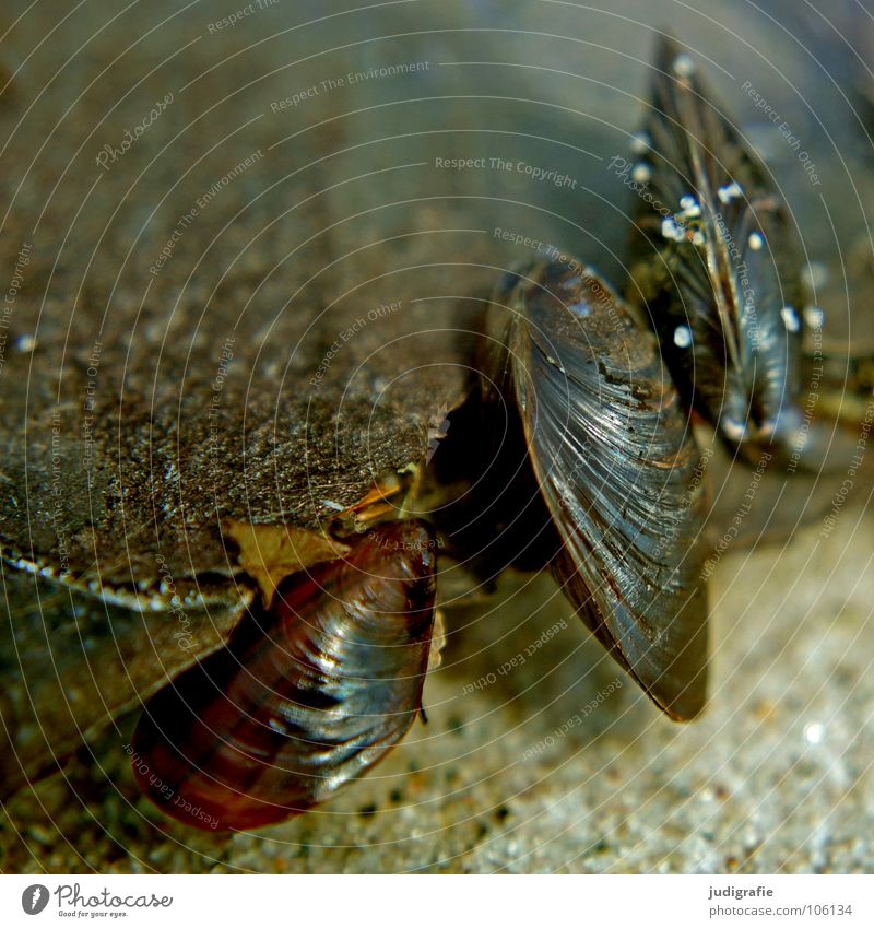 Drei Muschel Miesmuschel Strand See Meer Baumrinde Holz 3 Farbe Fisch Sand Ostsee Natur Strukturen & Formen Leben Feste & Feiern