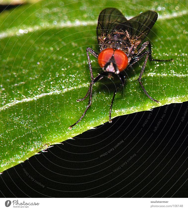 rote Augen Effekt... Insekt Tier Blatt Blume Beine Facettenauge Quadrat dunkel Erholung Makroaufnahme Nahaufnahme Fliege Flügel Blattgrün Maserung sitzen