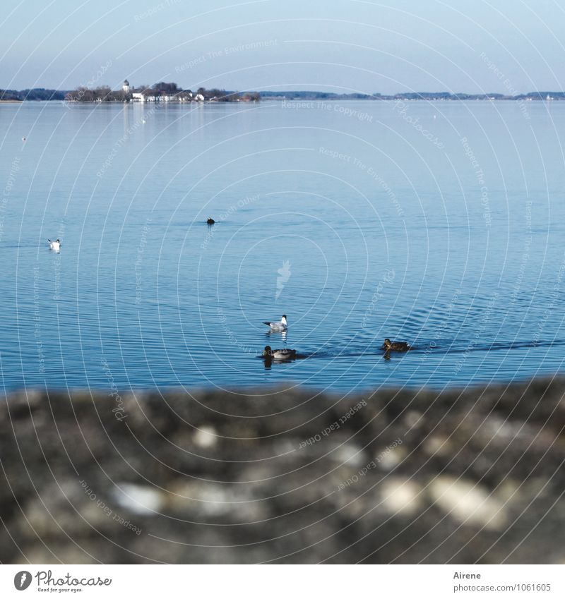 drüben... Ferien & Urlaub & Reisen Ferne Himmel Schönes Wetter Seeufer Insel Fraueninsel Chiemsee Vogel Entenvögel Blesshuhn Möwe Wasservogel Tiergruppe Stein