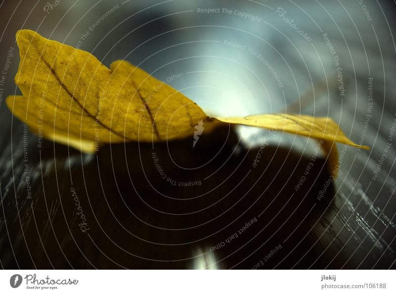 Autumn Structures Herbst Blatt Gefäße gelb schwarz Tisch Muster Licht Ahorn Holz mehrfarbig Pflanze Baum Vergänglichkeit Maserung autumn leaf black table