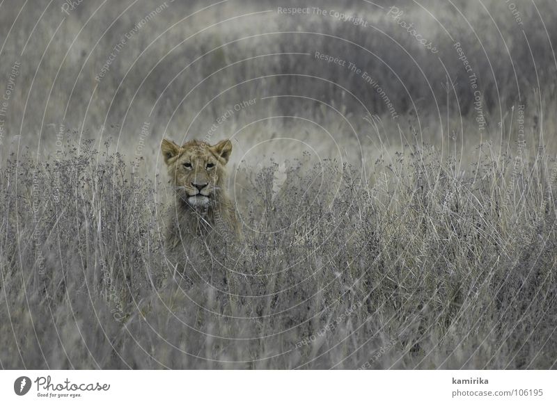 lions field Afrika Maassai Mara Nationalpark Safari Löwe Katze Tarnung Natur Serengeti Raubkatze africa kenya animal cat verstecken hide hidden Jagd tanzania