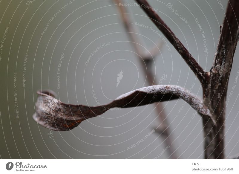 Blatt Natur Pflanze Herbst Winter Bewegung verblüht ästhetisch authentisch einfach elegant natürlich Stimmung Gelassenheit geduldig ruhig einzigartig schön