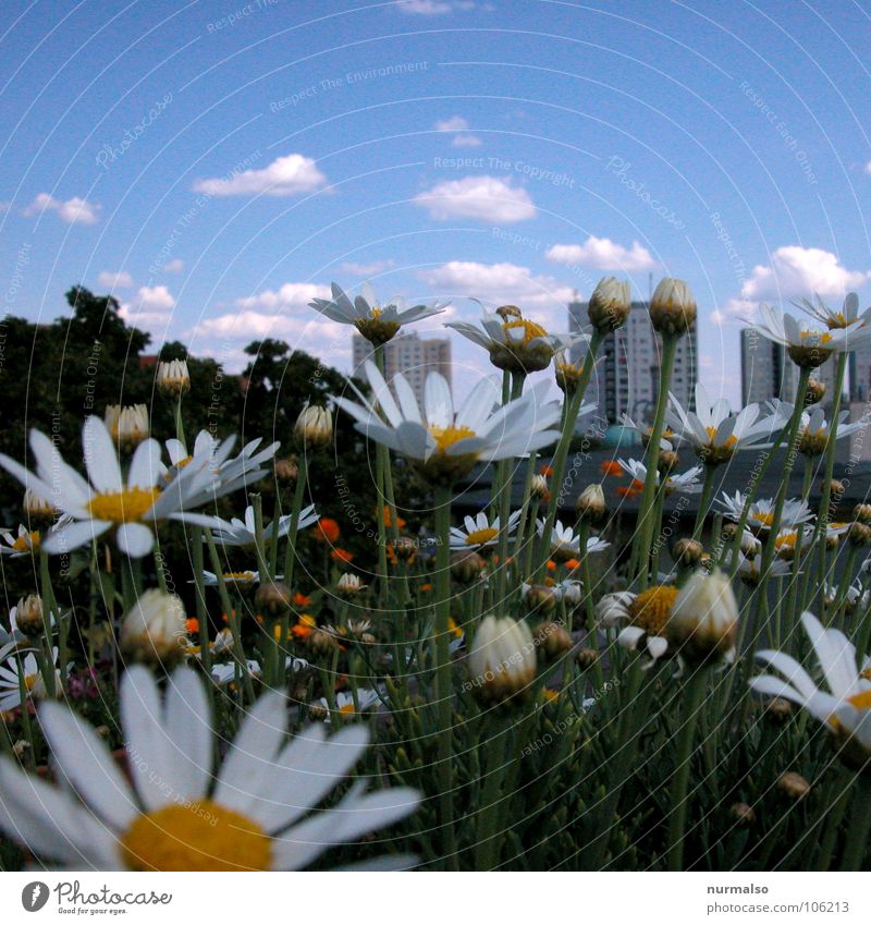 Sommer auf dem Dach Blume Dachgarten Kamille gelb weiß Hochhaus Wolken Sommertag Lamm Altokumulus floccus Sonntag Sauberkeit Garten Park Himmel blau hoch