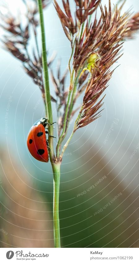 Glückskäfer Sommer Natur Pflanze Tier Schönes Wetter Gras Käfer Marienkäfer 1 krabbeln klein nah natürlich grün rot schwarz Einsamkeit Freiheit Motschekiebchen