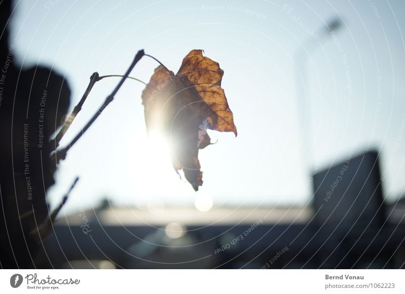 nachruf schön Sonne Lampe Himmel Herbst Wärme Baum Blatt Gebäude hell blau braun Tod Herbstlaub blenden einzeln Ast Beleuchtung Blattadern durchsichtig Farbfoto