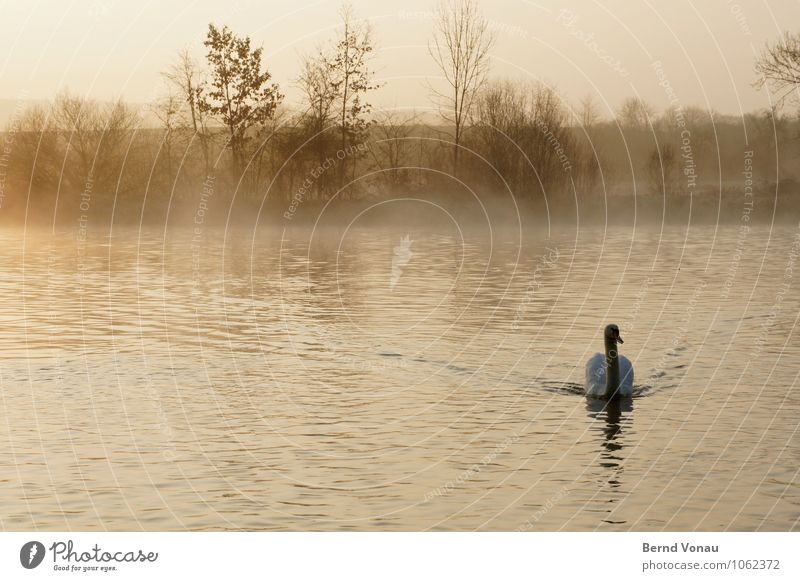 Guten Morgen! Natur Landschaft Luft Wasser Himmel Frühling Schönes Wetter Baum Sträucher Schwan Gefühle Stimmung Beginn Im Wasser treiben Flussufer Vogel orange