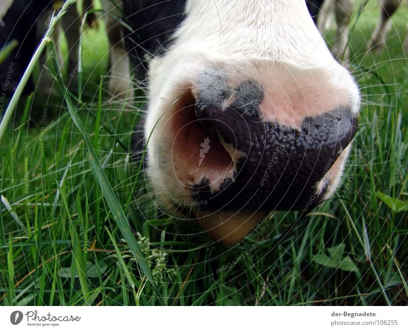 Maul Wiese Landwirtschaft Kuh Rind Milchwirtschaft Bauernhof Gras Weide Fell grün Sauerland Tier Vieh Atem Fressen Neugier Säugetier Weidewirtschaft