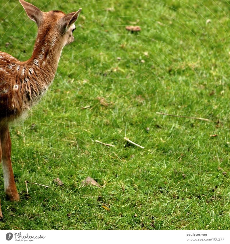 Kleinwild Kopf Reh Hirsche klein frisch Wiese Feld Waldlichtung Flur Halm Gras grün braun weiß Rehkitz Huf Säugetier Wildtier Rasen Fleck Beine Fuß Rücken Hals