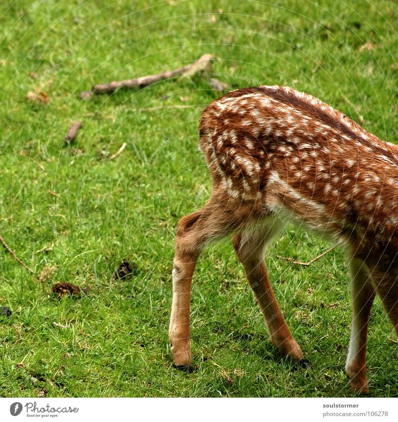 Kleinwild Hintern BildNo150!!! Reh Hirsche klein frisch Wiese Feld Waldlichtung Flur Halm Gras grün braun weiß Rehkitz Huf Hinterteil Schwanz Säugetier Wildtier