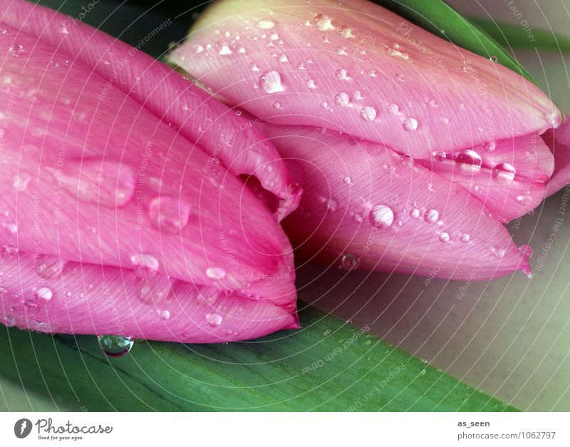 Splash schön Körperpflege Wellness Leben Muttertag Geburtstag Floristik Natur Wasser Wassertropfen Frühling Blume Tulpe Blatt Blüte Blühend glänzend liegen