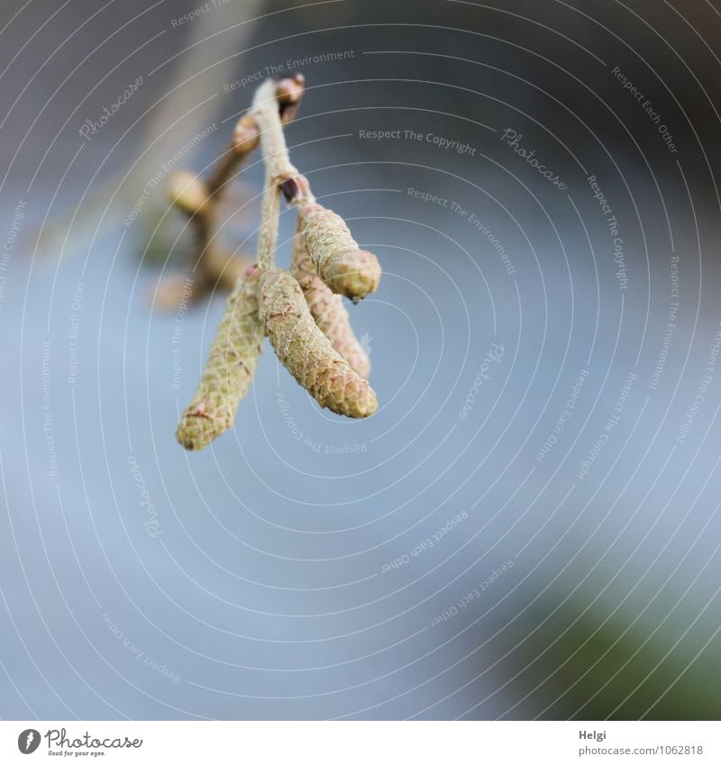 noch ungefährlich... Umwelt Natur Pflanze Winter Sträucher Wildpflanze Haselnuss Blütenknospen Zweig Wald Blühend hängen Wachstum authentisch frisch klein