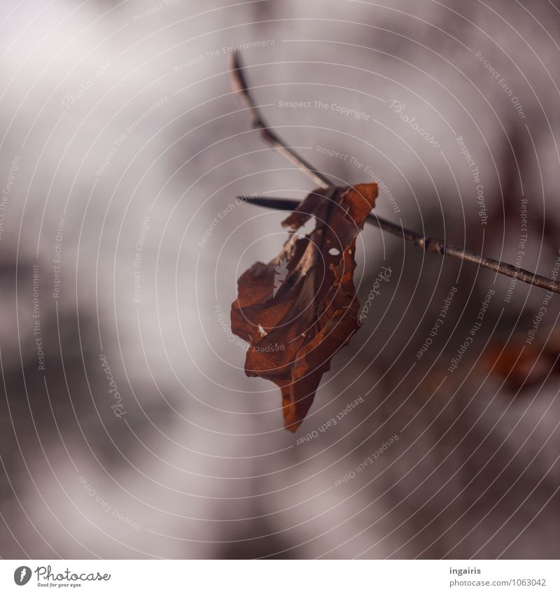 Ich bleib noch bis zum Frühling Natur Pflanze Herbst Winter Baum Blatt Zweig Wald hängen dehydrieren natürlich trist trocken braun grau Stimmung Hoffnung Glaube