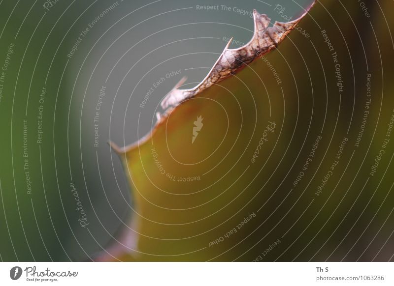 Blatt Natur Pflanze Herbst Winter Blühend verblüht ästhetisch authentisch einfach elegant natürlich braun grün Stimmung einzigartig ruhig harmonisch schön