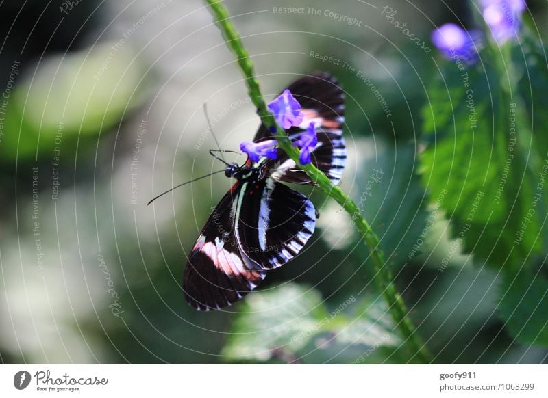 Hängepartie Tier Wildtier Schmetterling Zoo 1 Freundlichkeit Fröhlichkeit verrückt grün violett schwarz weiß Farbfoto Außenaufnahme Nahaufnahme Tag