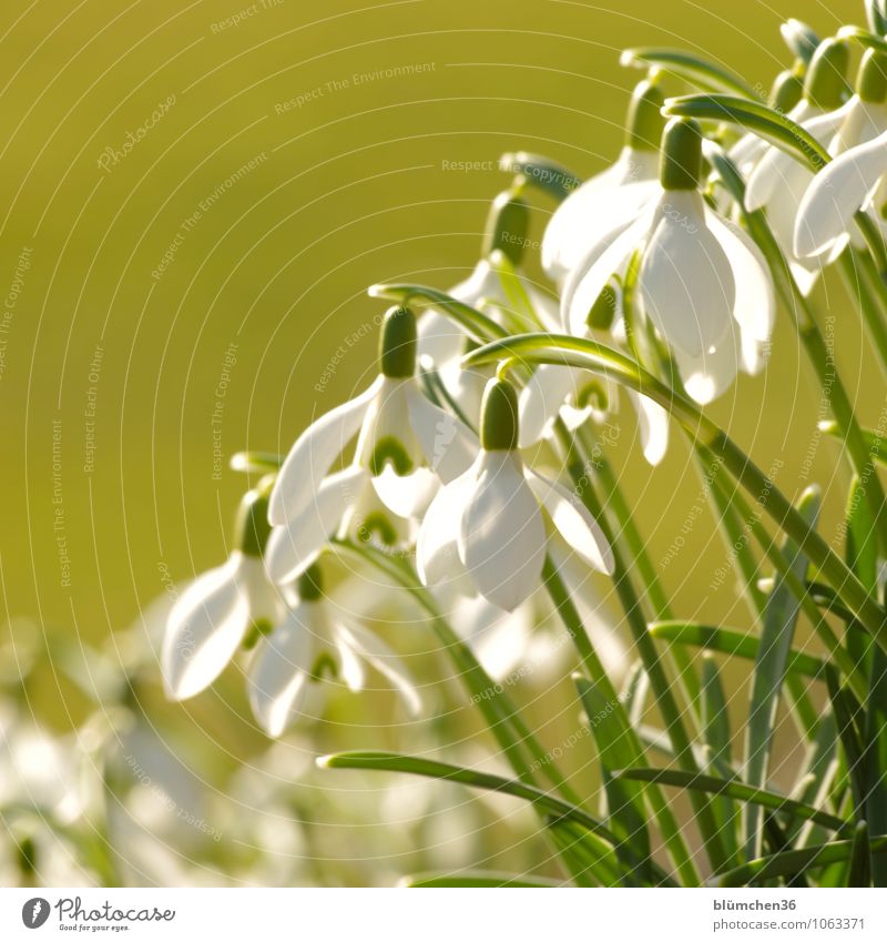 natürlich | kommt der Frühling Natur Pflanze Blume Blüte Schneeglöckchen Amaryllisgewächse Giftpflanze Alkaloid Blühend stehen Wachstum Kitsch klein schön grün