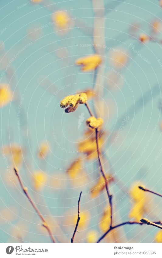 wärmer Natur Sonne Frühling Schönes Wetter Baum Sträucher Park Wiese Feld Optimismus Wärme gelb Farbe hell-blau Himmel (Jenseits) Blauer Himmel Zweig Ast