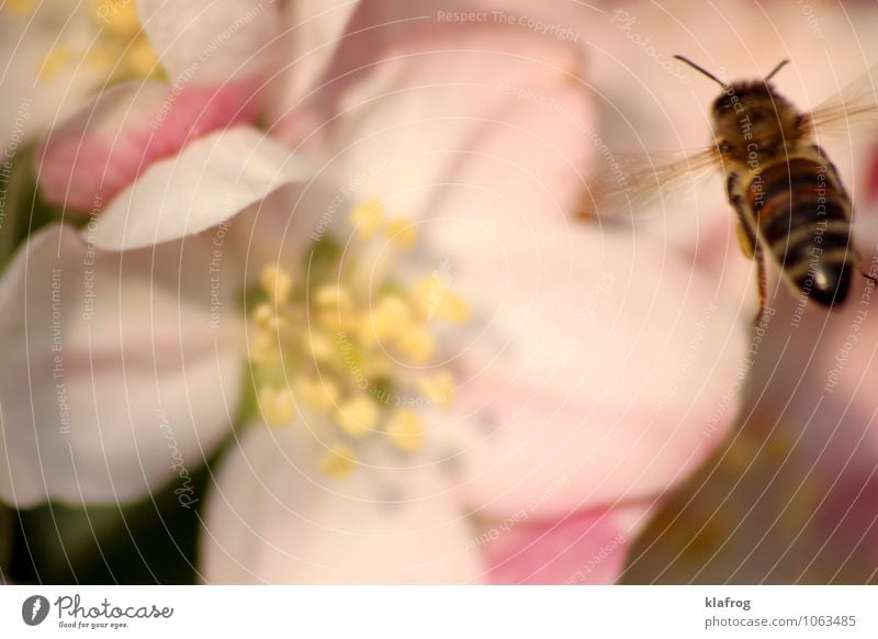 Bee placid 2/4 Pflanze Klima Blüte Garten Park Wiese Biene Flügel 1 Tier Bewegung Blühend Essen fliegen Fressen Jagd Aggression nachhaltig natürlich rosa weiß