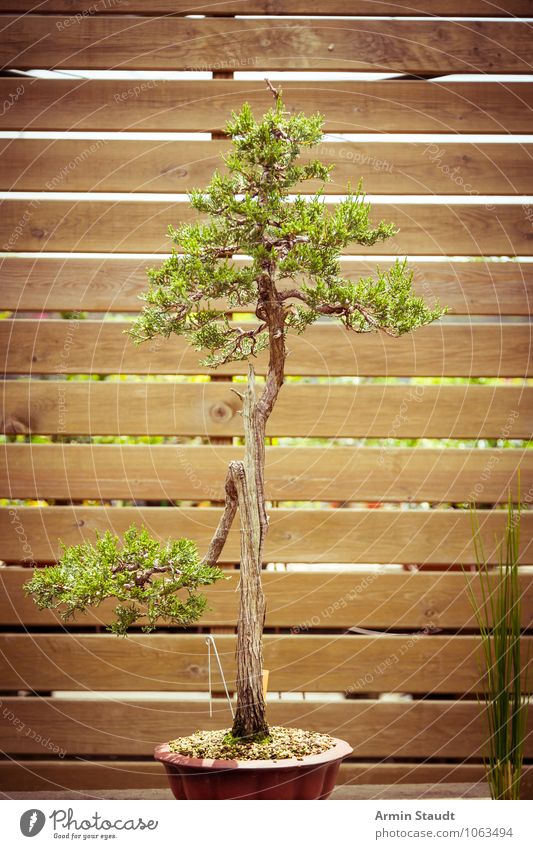 BONSAI! Design exotisch Handwerk Kultur Natur Pflanze Baum alt Wachstum ästhetisch außergewöhnlich natürlich braun grün Stimmung Leidenschaft geduldig Senior