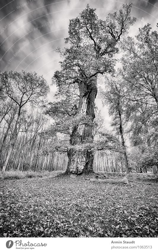 Alte Eiche Natur Landschaft Himmel Gewitterwolken Herbst Winter Klima Sturm Pflanze Baum Park Wald alt verblüht dehydrieren bedrohlich dunkel Ferne groß retro