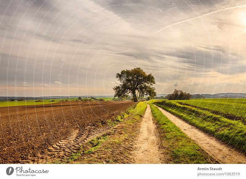 Feldweg und Landschaft Lifestyle Umwelt Natur Erde Himmel Sonnenaufgang Sonnenuntergang Sommer Herbst Schönes Wetter Pflanze Baum Fußweg Wege & Pfade Ferne frei